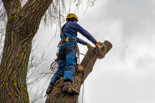 Best Fruit Tree Pruning  in Fort Bliss, TX